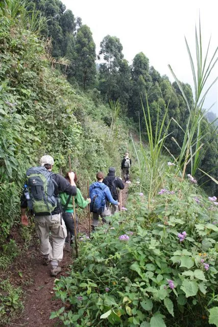 Decending into Bwindi Impenatrable Forest in search of the Gorillas