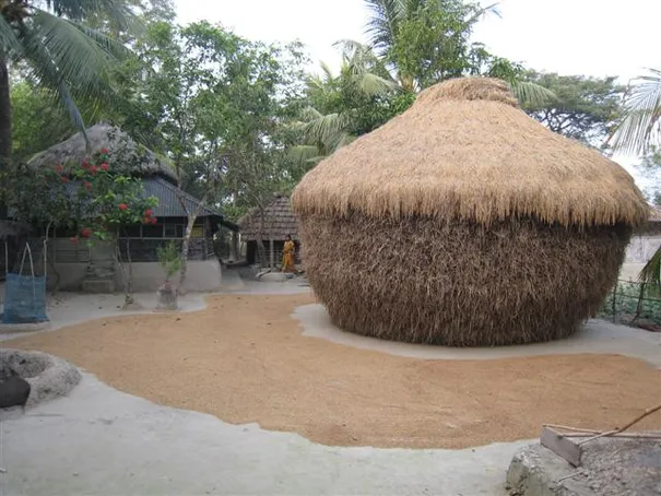 Rice ready for seperating in the Sunderbans.