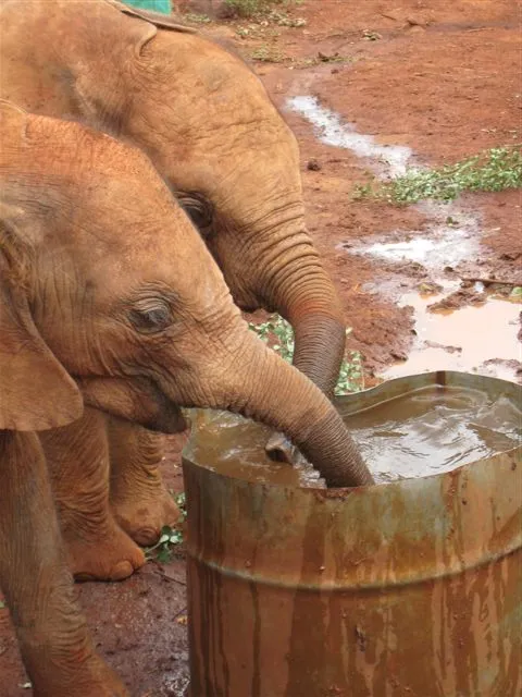 Baby elephants drinking at the orphanage in Nairobi