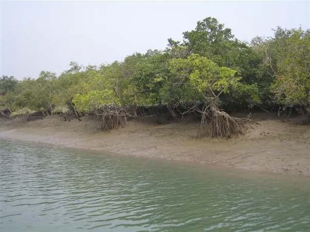 The view from the boat cruise of the mangrove forest, the Sunderbans.