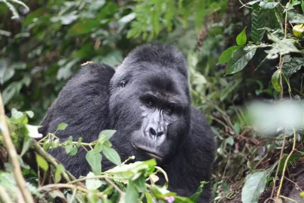 Our first Gorilla posing nicely