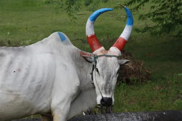 Part of the celebration of Pongal, painting the ox’s horns. Mamallapuram.