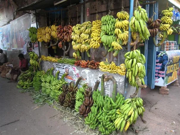 You would never think there would be that many types of bananas!