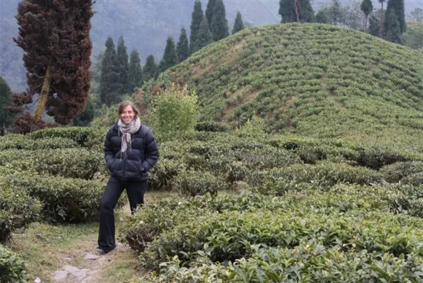 The Happy Valley tea plantation in Darjeeling. This is run exclusively for Harrods in London.