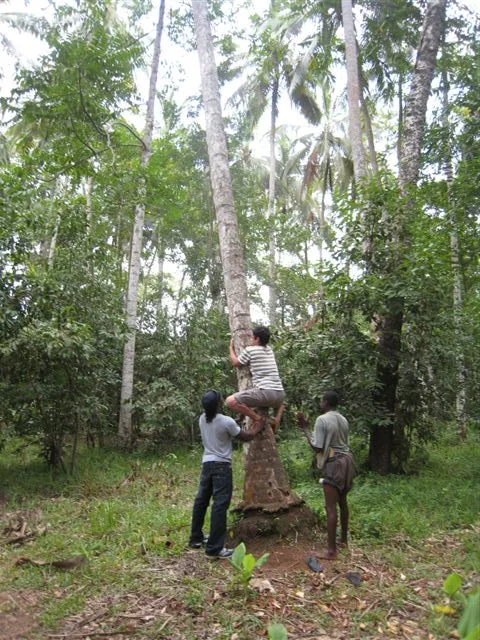 Glen trying his luck at climbing a coconut tree. He didn’t get very high!