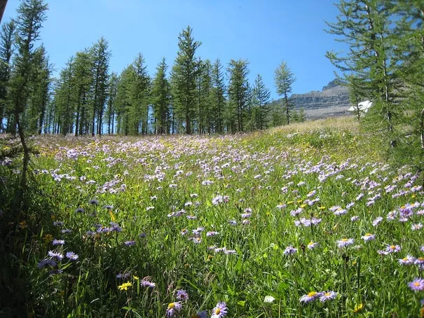 More beautiful wild flowers