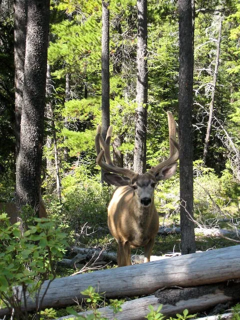A curious elk