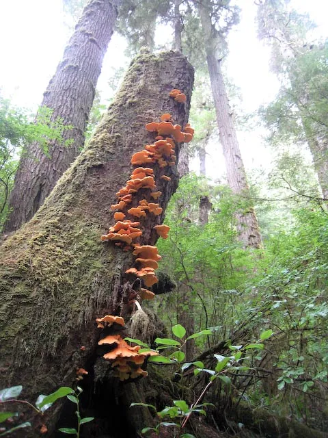 A typical scene of wild mushroms covering the trail.