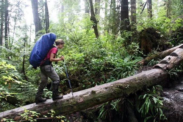 The fallen trees have been turned into parts of the trail.