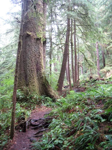 Some more of the rainforest trail.