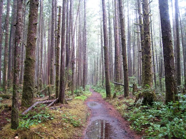 Part of the nicer rain forrest trails. Some of the trees were over 800 years old.