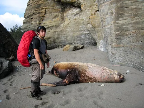 An unlucky sea lion. At least no bears had found him yet.
