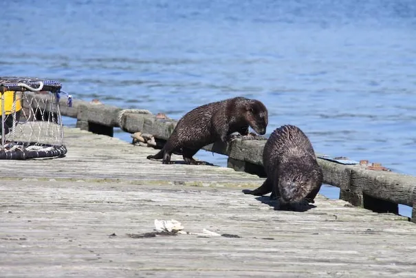 The river otters that thought they would show off before our whale watching tour.