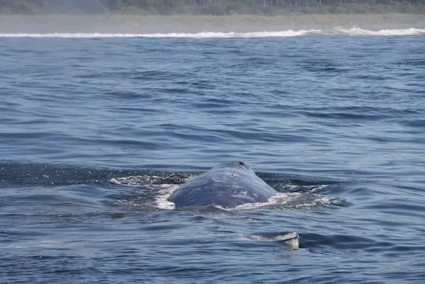 A grey whale coming up for a breath.