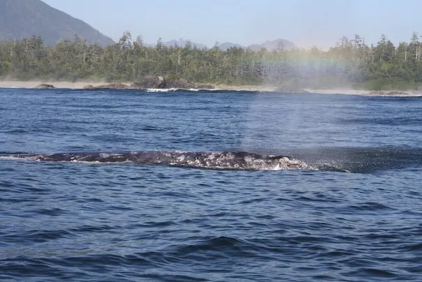 You can see the rainbow that formed when the whale exhaled.