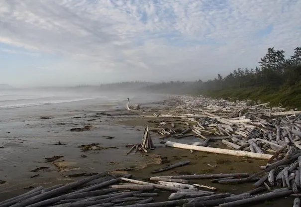 Some of the plentiful driftwood on a beach in Uculet.