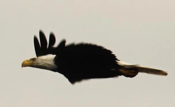A bald eagle flying off. They are actually huge up close and have a wing span of upto 2.5 metres.
