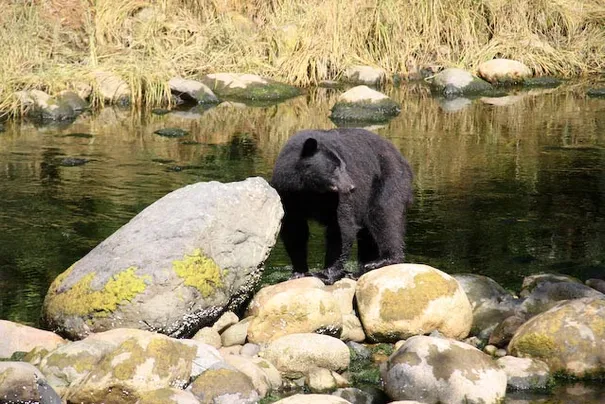 Our up close encounter with a black bear.
