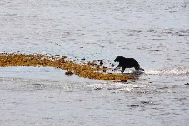 Chasing the salmon.