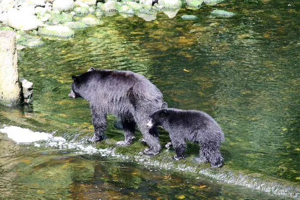 Mother and cub.