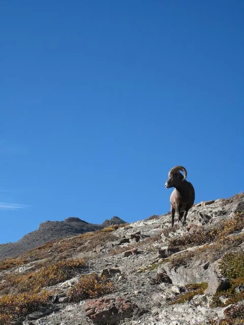 A Big Horned Sheep, Jasper National Park