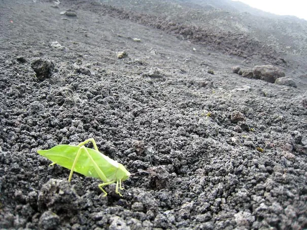 Some lone colour in a sea of grey