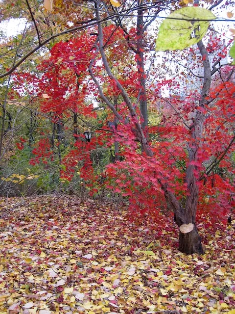 The Amazing colours of Autum in New York
