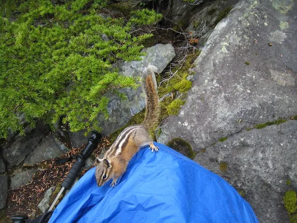 Damn Chipmunks