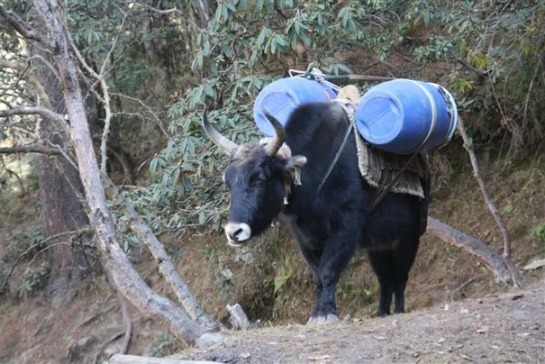 One of the thousands of Yaks we saw along the track