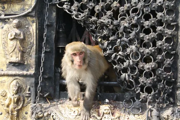 The monkey temple, Kathmandu.