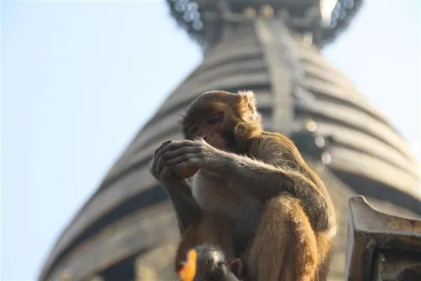The monkey temple. Kathmandu