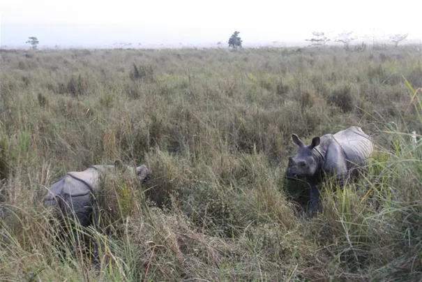 Sucess! We finnaly spotted some Rhinos, Chitwan
