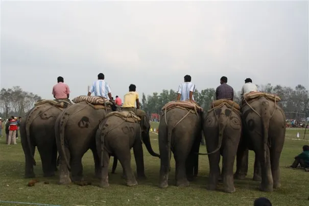 The Elephant soccer team waiting to take the field.