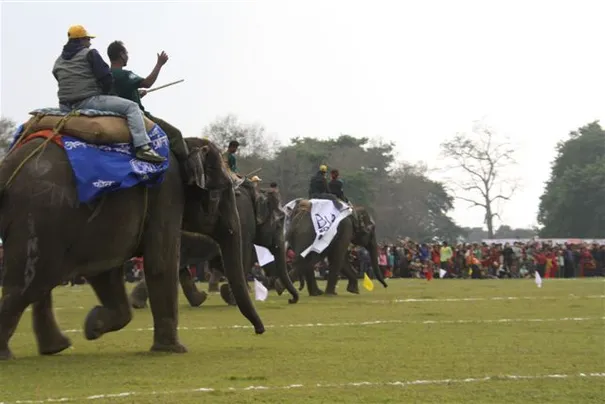The Elephant Race, Chitwan