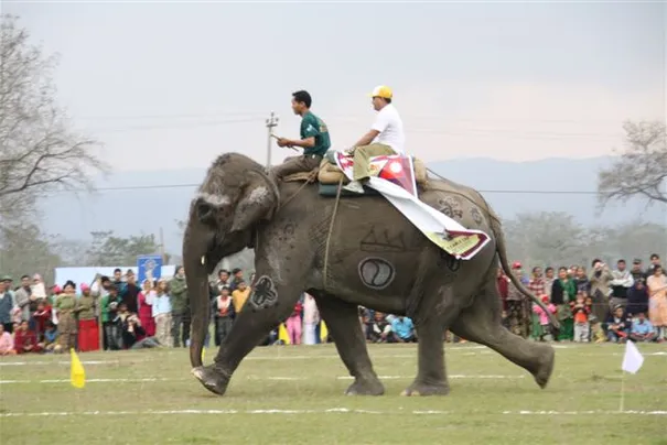 The Elephant Race, Chitwan