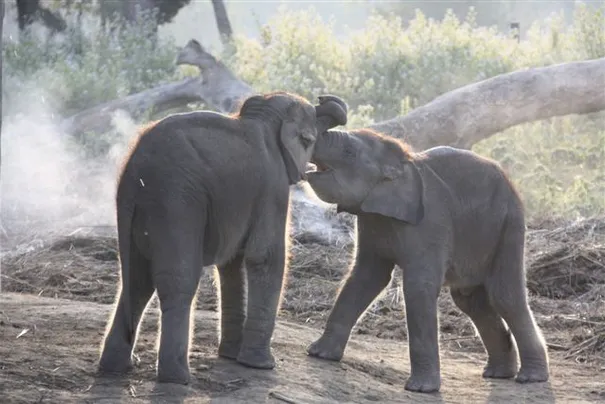 Two very cute twin elephant babies at the Elephant Breeding Centre, Chitwan