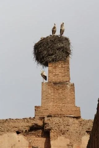 The now-ruined city palace has been taken over by storks, Marrakesh