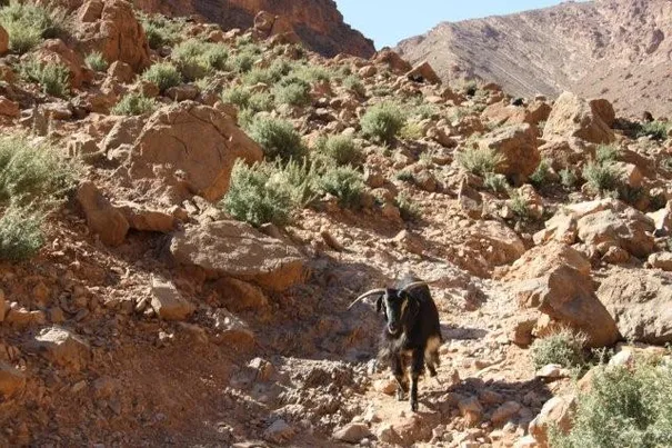 Hundreds of goats are scattered across the landscape, Todra Gorge.