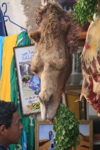 Something we stumbled upon in souqs of Fes.
