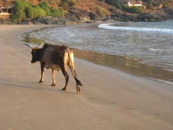 Cows are a common feature of any beach in India.