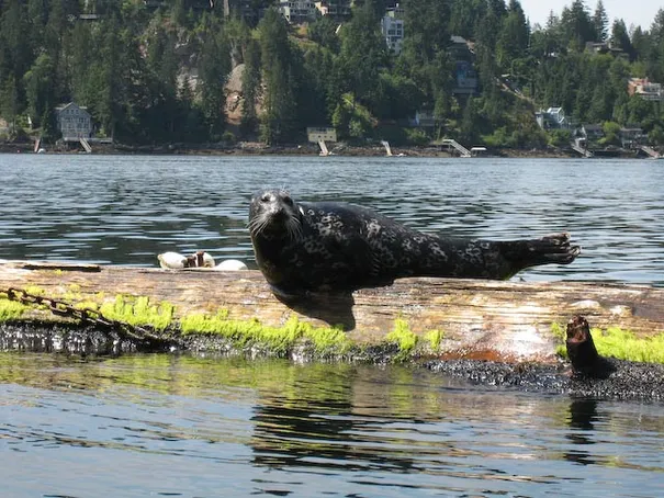 A lazy seal enjoying the sunshine