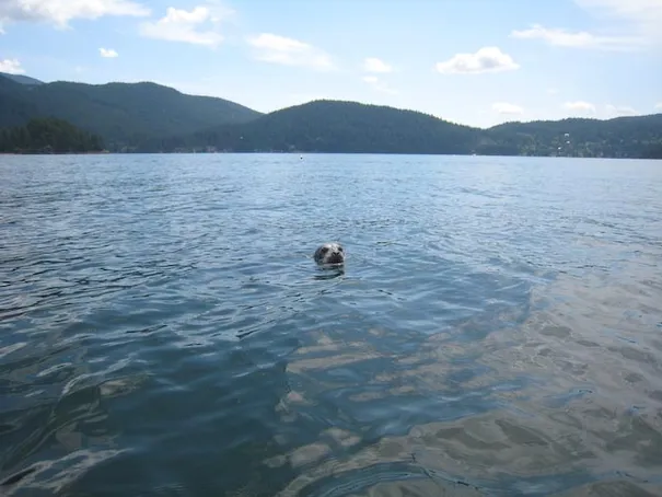 The not so lazy seal staring us down!
