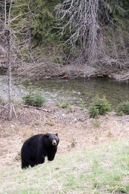 Our weekend started out well spotting a black bear on the side of the road.
