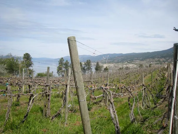 A typical view along this stretch of the KVR. There are so many wineries, we could g.