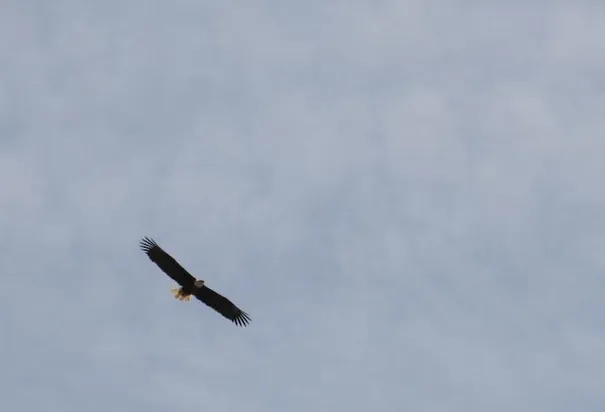 A bald eagle spotting.